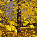 Autumn Radiance Mural Wallpaper - pure wallpaper artwork