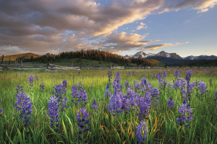 Camas Meadows in Idaho Mural Wallpaper