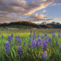 Camas Meadows in Idaho Mural Wallpaper - pure wallpaper artwork