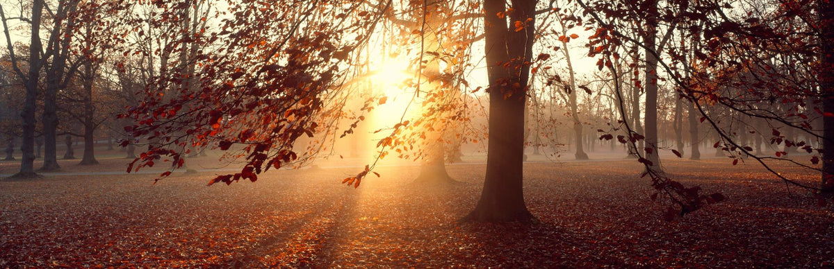 Uplandia Trees Mural Wallpaper - pure wallpaper artwork