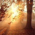 Uplandia Trees Mural Wallpaper - pure wallpaper artwork