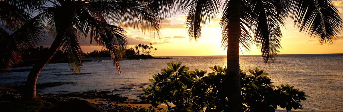 Golden Palm Horizon Mural Wallpaper - pure wallpaper artwork