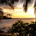 Golden Palm Horizon Mural Wallpaper - pure wallpaper artwork