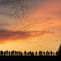 Congress Avenue Bridge Bats Mural Wallpaper - pure wallpaper artwork