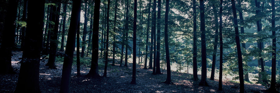 Dappled Forest Light Mural Wallpaper