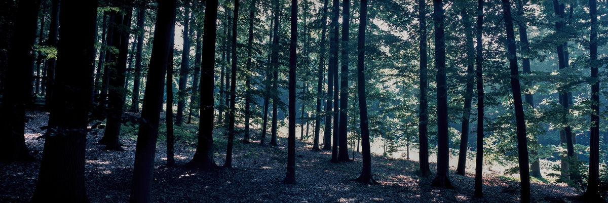 Dappled Forest Light Mural Wallpaper - pure wallpaper artwork
