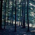 Dappled Forest Light Mural Wallpaper - pure wallpaper artwork