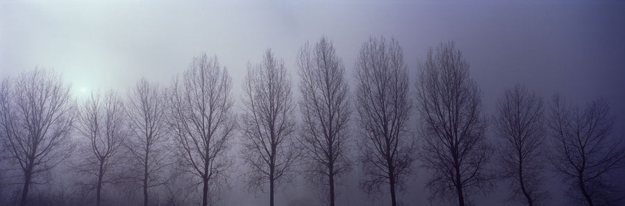 Forest Wallpaper Mural – Woodland Wall Mural – Trees in Mist printable artwork