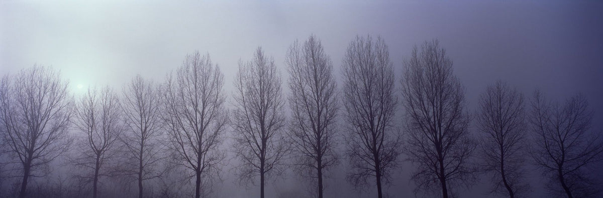 Trees in Mist Mural Wallpaper - pure wallpaper artwork
