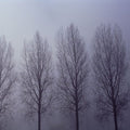 Trees in Mist Mural Wallpaper - pure wallpaper artwork