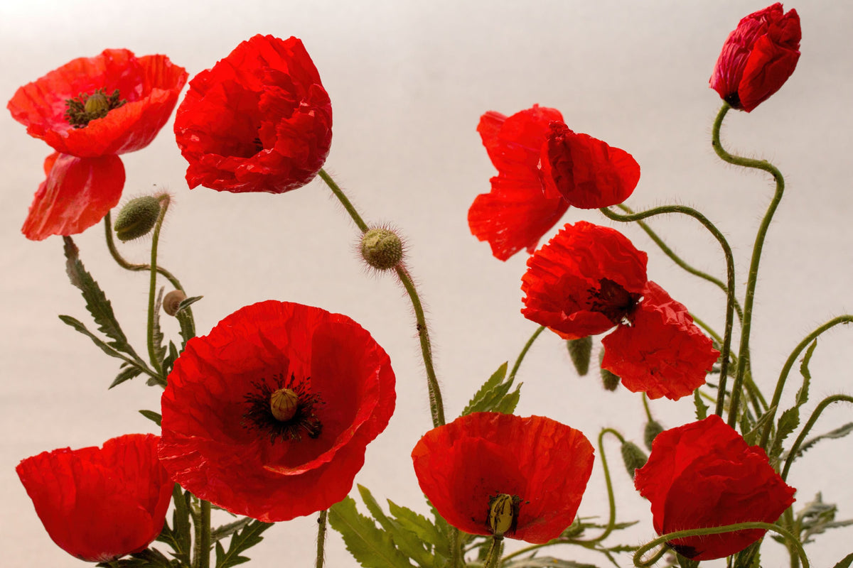 Red Poppy Mural Wallpaper - pure wallpaper artwork