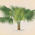 Palmier PL XXIII Mural Wallpaper - pure wallpaper artwork