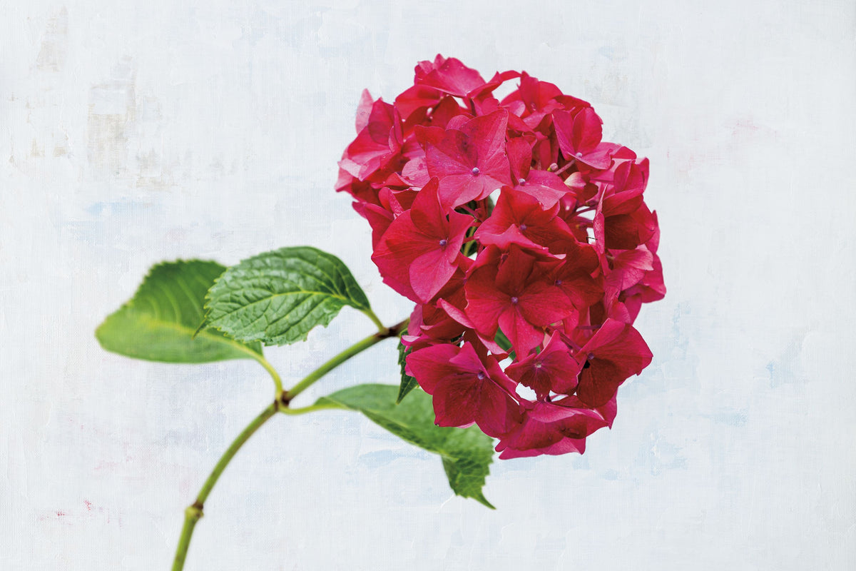 Bright Red Hydrangea Mural Wallpaper - pure wallpaper artwork