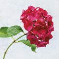 Bright Red Hydrangea Mural Wallpaper - pure wallpaper artwork