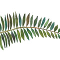 Forest Fern II Mural Wallpaper - pure wallpaper artwork