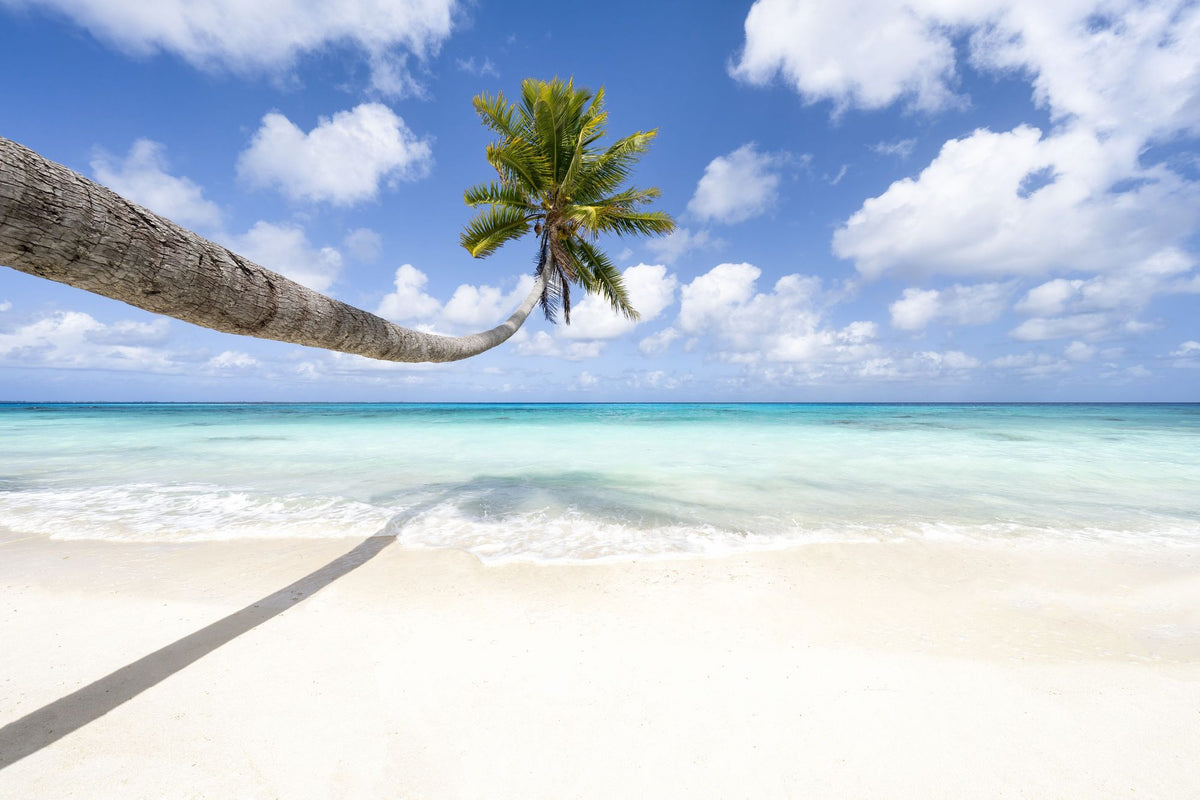 Hanging Palm Tree Mural Wallpaper - pure wallpaper artwork