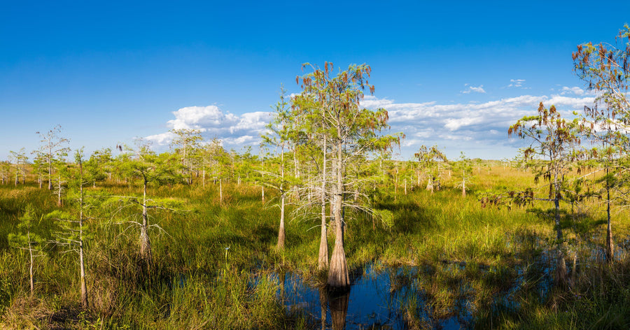 Dwarf Cypress Trees Mural Wallpaper
