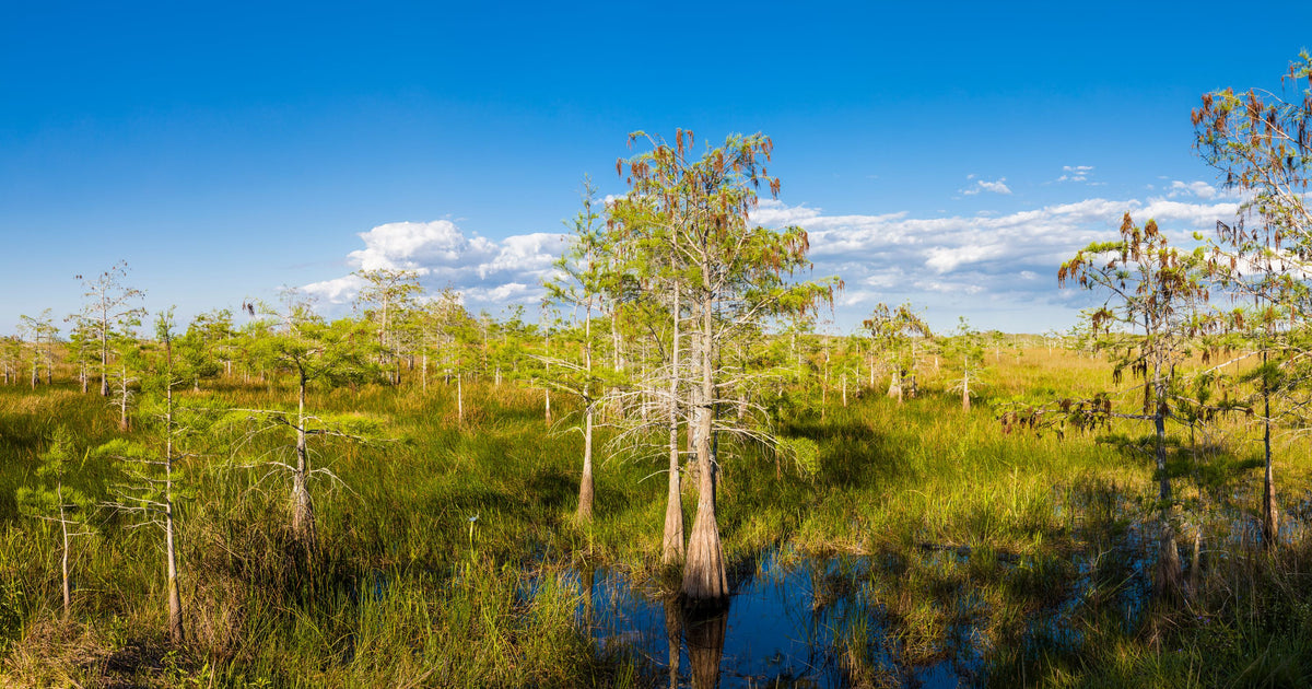 Dwarf Cypress Trees Mural Wallpaper - pure wallpaper artwork