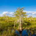 Dwarf Cypress Trees Mural Wallpaper - pure wallpaper artwork
