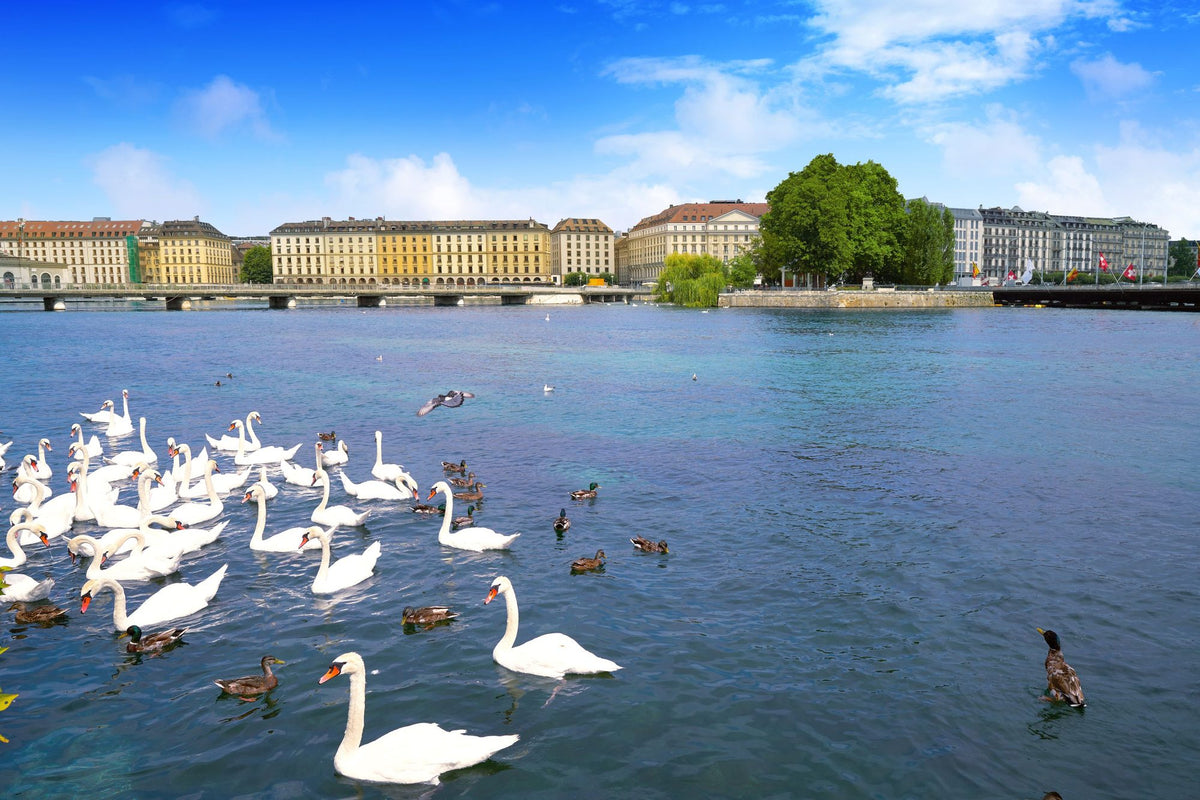 Riverside Swans Mural Wallpaper - pure wallpaper artwork