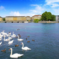 Riverside Swans Mural Wallpaper - pure wallpaper artwork