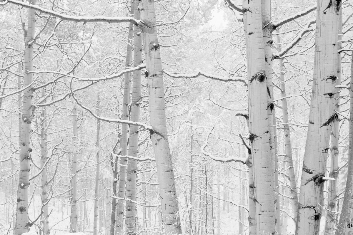 Winter Birch Serenity Mural Wallpaper - pure wallpaper artwork