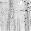Winter Birch Serenity Mural Wallpaper - pure wallpaper artwork