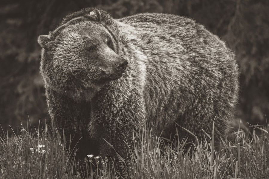 British Columbia Grizzly in a Field BW Mural Wallpaper