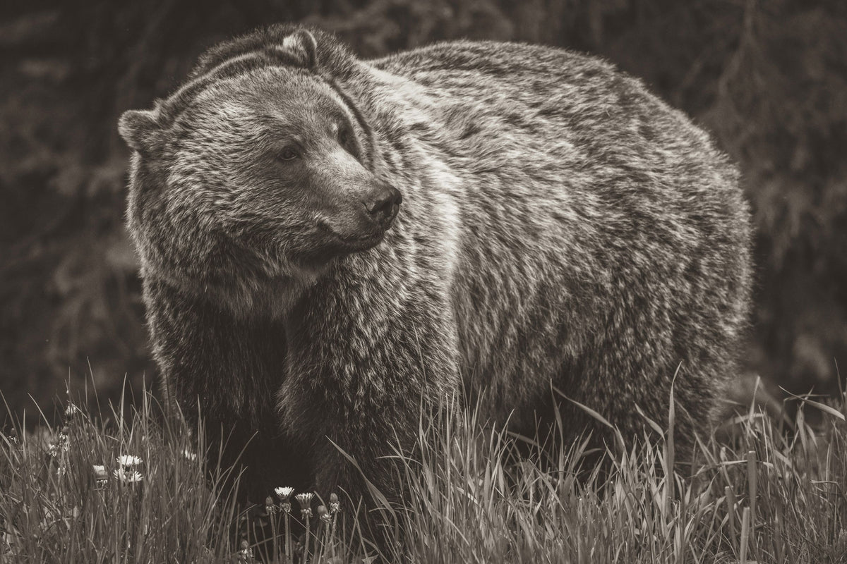 British Columbia Grizzly in a Field BW Mural Wallpaper - pure wallpaper artwork