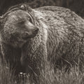 British Columbia Grizzly in a Field BW Mural Wallpaper - pure wallpaper artwork