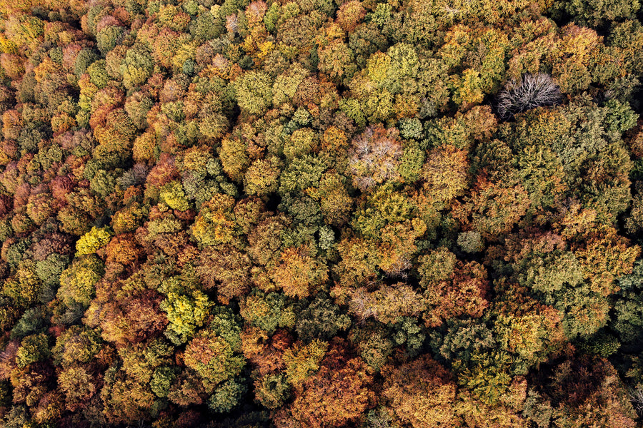 Aerial Forest Mural Wallpaper