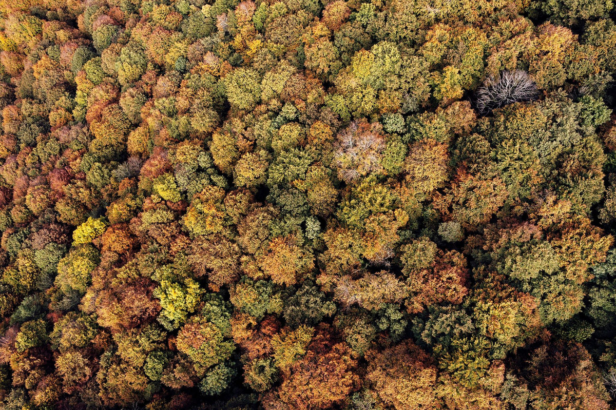 Aerial Forest Mural Wallpaper - pure wallpaper artwork