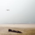 Cold Beach Mural Wallpaper - pure wallpaper artwork