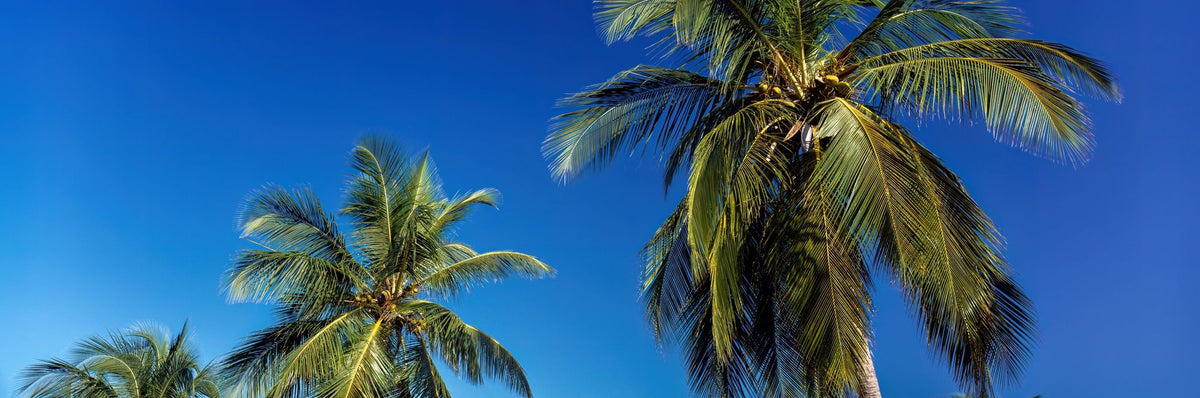 Azure Palms Horizontal Mural Wallpaper - pure wallpaper artwork