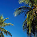Azure Palms Horizontal Mural Wallpaper - pure wallpaper artwork
