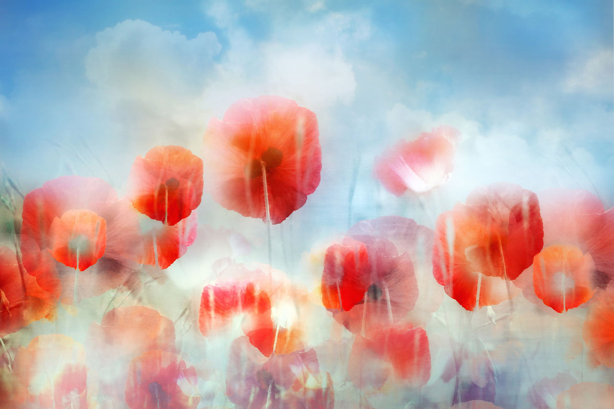 Poppies in a Field Mural Wallpaper - pure wallpaper artwork
