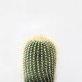 Desert Treasures I Mural Wallpaper - pure wallpaper artwork