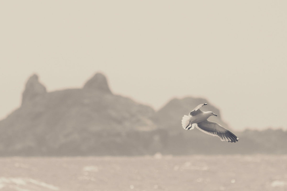 Oceanside Flight Mural Wallpaper - pure wallpaper artwork