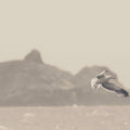 Oceanside Flight Mural Wallpaper - pure wallpaper artwork