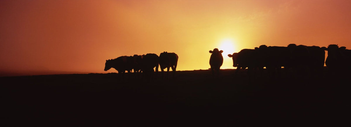 Hillside Cattle Sunset Mural Wallpaper - pure wallpaper artwork
