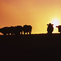 Hillside Cattle Sunset Mural Wallpaper - pure wallpaper artwork
