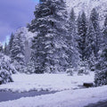 Winter Forest Junction Mural Wallpaper - pure wallpaper artwork