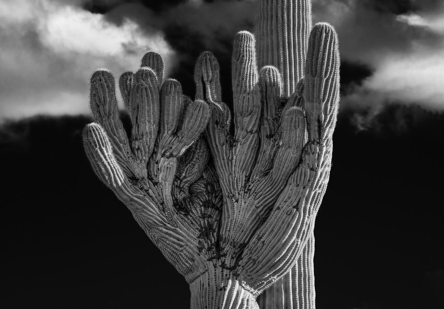 Cacti Pitcher Glove Mural Wallpaper