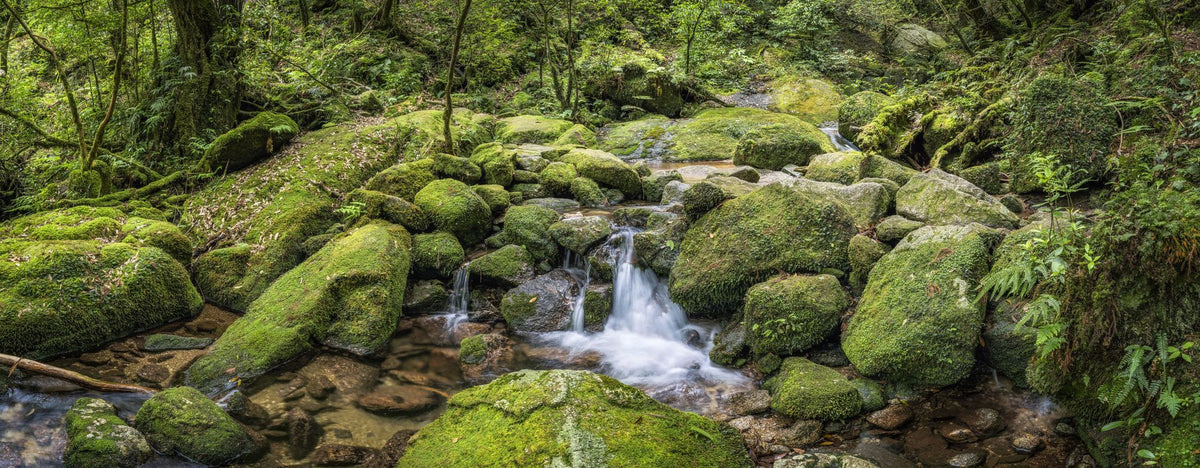 Moss Creek Mural Wallpaper - pure wallpaper artwork