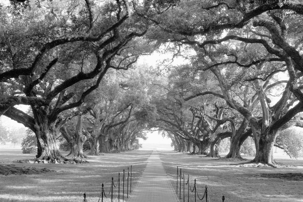 Timeless Oak Alley Mural Wallpaper - pure wallpaper artwork