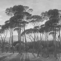 Mediterranean Pine Landscape, Gray Mural Wallpaper - pure wallpaper artwork