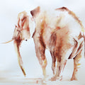 Lone Elephant Mural Wallpaper - pure wallpaper artwork