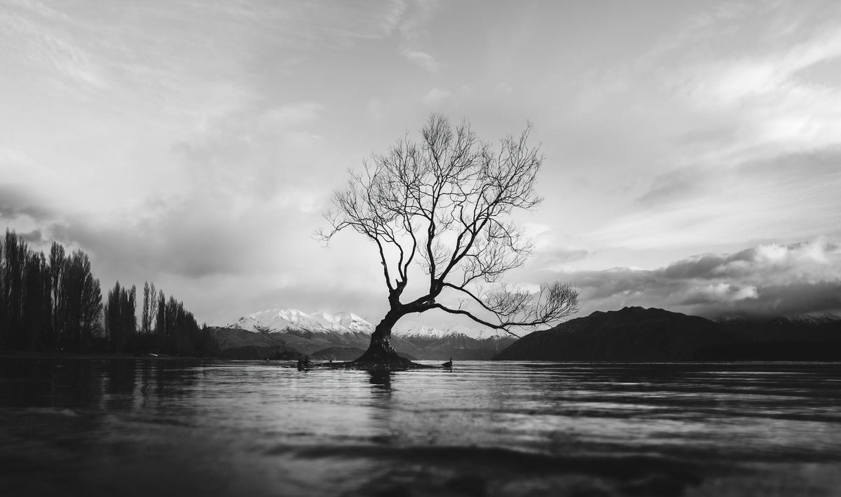 Wanaka Tree Mural Wallpaper - pure wallpaper artwork