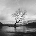 Wanaka Tree Mural Wallpaper - pure wallpaper artwork