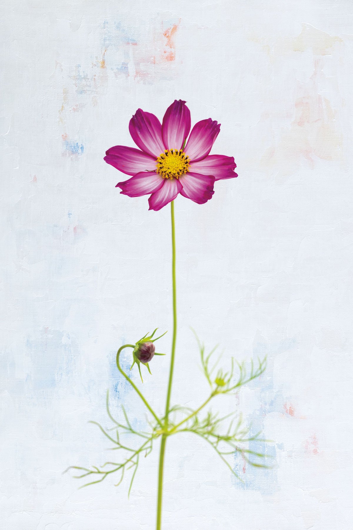 Wonderful Wildflowers XVI Mural Wallpaper - pure wallpaper artwork